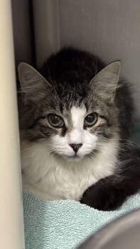 Haley -  Domestic Long Hair Cat for Adoption in Bowling Green, Ohio - Haley | PetCurious