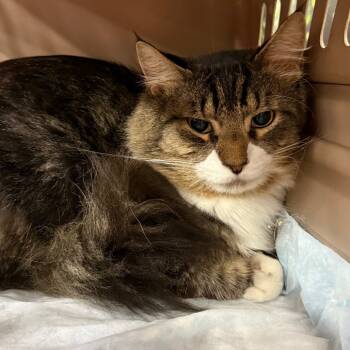 Rescue Domestic Long Hair Cats for Adoption in Ashland, Virginia - Mr Molly | PetCurious