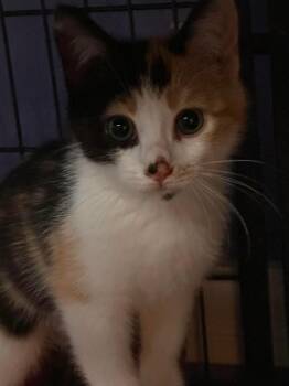 Dahlia -  Domestic Short Hair Cat for Adoption in Virginia Beach, Virginia - Dahlia | PetCurious