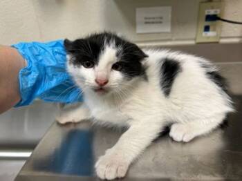 Rescue Domestic Short Hair Cats for Adoption in Gray, Louisiana - Nashua | PetCurious