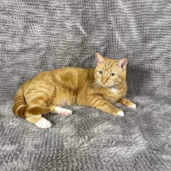Domestic Short Hair Cats Available for Adoption - Persimmon - Andrea Foster | PetCurious