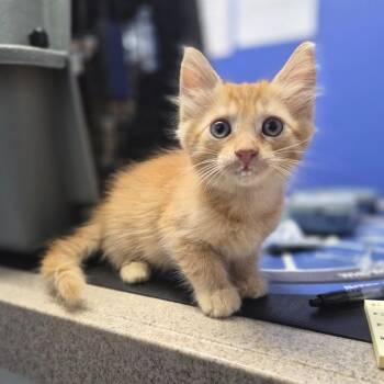 Sol Ruca -  Domestic Long Hair Cat for Adoption in Wahiawa, Hawaii - Sol Ruca | PetCurious