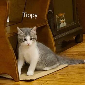Tippy -  Domestic Short Hair Cat for Adoption in Wyandotte, Michigan - Tippy | PetCurious