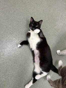 American Shorthair Cats Available for Adoption in Maidens, Virginia - Lucy Bell | PetCurious
