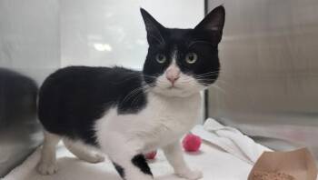 DAKOTA -  Domestic Short Hair Cat for Adoption in Pueblo, Colorado - DAKOTA | PetCurious