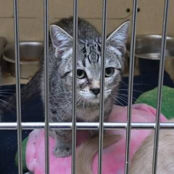 Koala -  Tabby Cat for Adoption in Clarksville, Virginia - Koala | PetCurious
