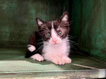 Kevin -  Domestic Short Hair Cat for Adoption in San Antonio, Texas - Kevin | PetCurious