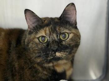 Suki -  Domestic Short Hair Cat for Adoption in Portland, Oregon - Suki | PetCurious