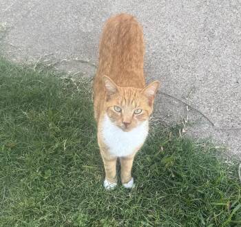 Rescue Domestic Short Hair Cats for Adoption in Fort Worth, Texas - Suits | PetCurious