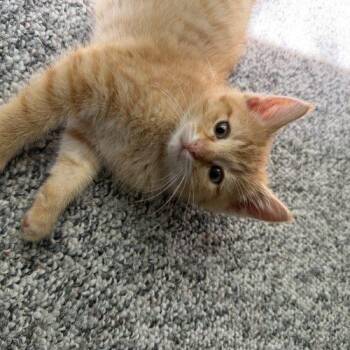 Tobias -  Domestic Short Hair Cat for Adoption in Kenosha, Wisconsin - Tobias | PetCurious
