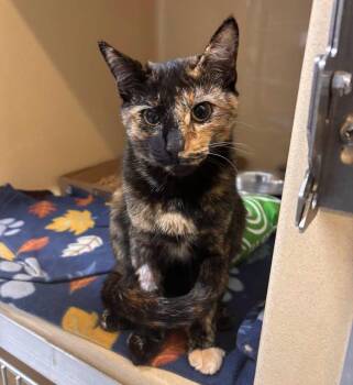 Daphne -  Domestic Short Hair Cat for Adoption in Stillwater, Oklahoma - Daphne | PetCurious