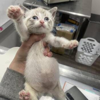 Domestic Short Hair Cats Available for Adoption in Wichita, Kansas - Nyra | PetCurious
