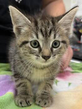 Miss Donkey -  Domestic Short Hair Cat for Adoption in Fishers, Indiana - Miss Donkey | PetCurious