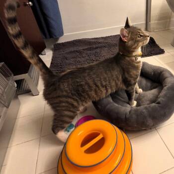 Bagel -  Domestic Short Hair Cat for Adoption in Fairfax, Virginia - Bagel | PetCurious