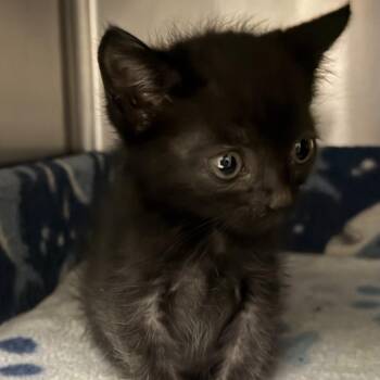Ollies -  Domestic Short Hair Cat for Adoption in Marion, Virginia - Ollies | PetCurious