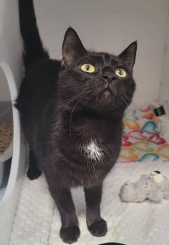 Domestic Short Hair Cats Available for Adoption in Delson, Quebec - Lili | PetCurious