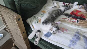 Whatsit -  Domestic Short Hair Cat for Adoption in Frisco, Texas - Whatsit | PetCurious