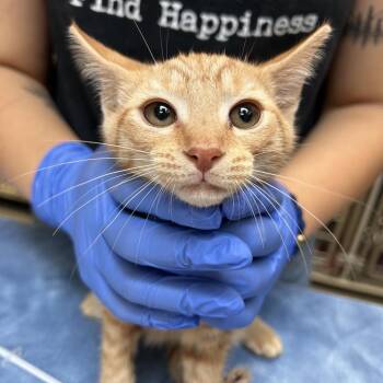 Grammy Norma -  Domestic Short Hair Cat for Adoption in Lynchburg, Virginia - Grammy Norma | PetCurious