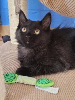 Daytona -  Domestic Long Hair Cat for Adoption in Logan, Utah - Daytona | PetCurious