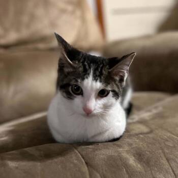 Billy Bob -  Domestic Short Hair Cat for Adoption in Wadena, Minnesota - Billy Bob | PetCurious