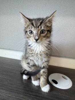 Elliot -  Domestic Short Hair Cat for Adoption in West Chester, Pennsylvania - Elliot | PetCurious