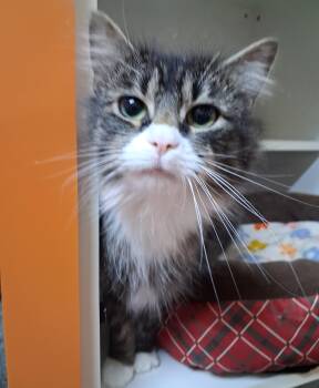Rita -  Domestic Medium Hair Cat for Adoption in Accident, Maryland - Rita | PetCurious