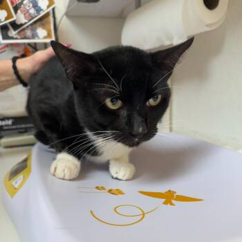 Domestic Short Hair Cats Available for Adoption in Belfair, Washington - Gimli | PetCurious