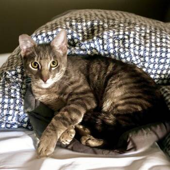 Domestic Short Hair Cats Available for Adoption in Long Beach, California - Frankey | PetCurious