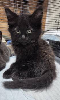 Snuggle Bear -  Domestic Long Hair Cat for Adoption in Columbia, Missouri - Snuggle Bear | PetCurious