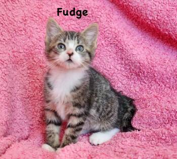 Fudge -  Tabby Cat for Adoption in St. Augustine, Florida - Fudge | PetCurious