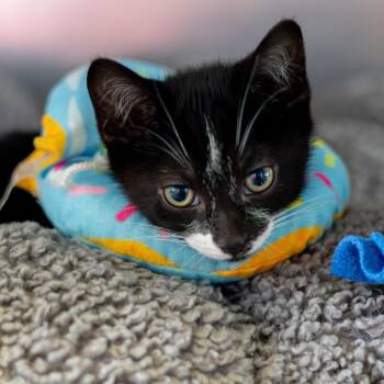 Gene Kelly -  Domestic Short Hair Cat for Adoption - Gene Kelly | PetCurious
