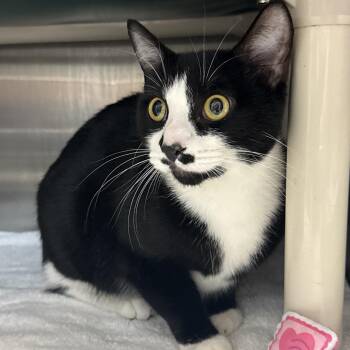Tostada -  Domestic Short Hair Cat for Adoption in Indianapolis, Indiana - Tostada | PetCurious