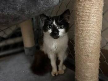 Hazel -  Domestic Short Hair Cat for Adoption in Gainesville, Florida - Hazel | PetCurious