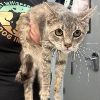 Juandissimo -  Domestic Short Hair Cat for Adoption in Parkersburg, West Virginia - Juandissimo | PetCurious
