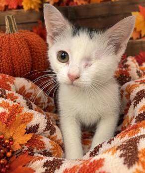 Pirate -  Domestic Short Hair Cat for Adoption - Pirate | PetCurious