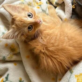Yavonne -  Domestic Medium Hair Cat for Adoption in Mount Vernon, Arkansas - Yavonne | PetCurious