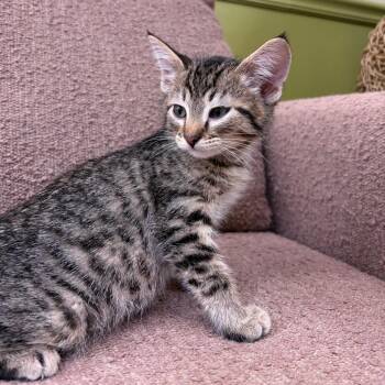 Cyclone -  Domestic Short Hair Cat for Adoption in Bloomington, Illinois - Cyclone | PetCurious