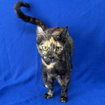 Oak -  Domestic Short Hair Cat for Adoption in Valdosta, Georgia - Oak | PetCurious
