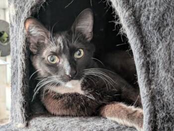Domestic Short Hair Cats Available for Adoption in Burbank, California - SISTER | PetCurious