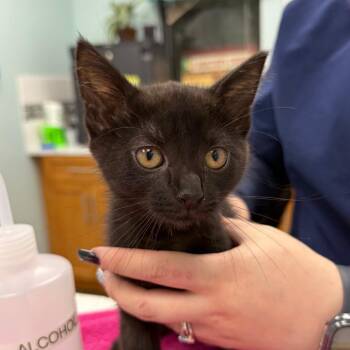 Luna -  Domestic Short Hair Cat for Adoption in Buffalo, New York - Luna | PetCurious