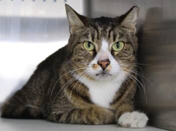 Domestic Short Hair Cats Available for Adoption in Tallahassee, Florida - WALTER BISHOP | PetCurious