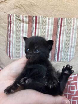 Domestic Short Hair Cats Available for Adoption in Fort Worth, Texas - Fiocchetti (pre Adopt) | PetCurious