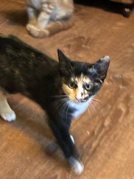 Nell -  Tortoiseshell and Domestic Short Hair Cat for Adoption in Buford, Georgia - Nell | PetCurious