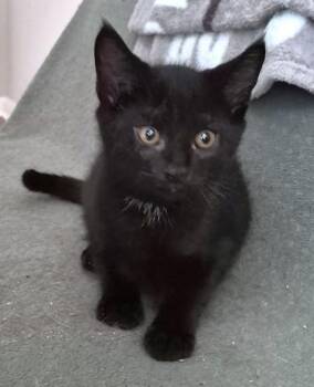Maui -  Domestic Short Hair Cat for Adoption in Quakertown, Pennsylvania - Maui | PetCurious