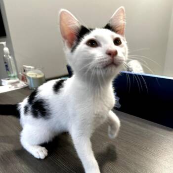 Whisper -  Domestic Short Hair Cat for Adoption in Hattiesburg, Mississippi - Whisper | PetCurious