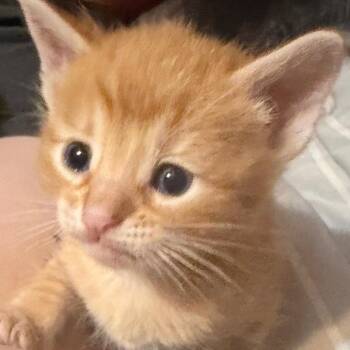 Domestic Short Hair Cats Available for Adoption in Midland, Texas - FWT Zander | PetCurious