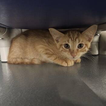 Krispy -  Domestic Short Hair Cat for Adoption in Kalamazoo, Michigan - Krispy | PetCurious