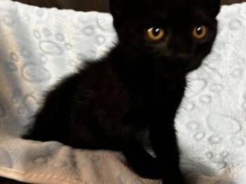 Toothless -  Domestic Short Hair Cat for Adoption in Liverpool, Texas - Toothless | PetCurious