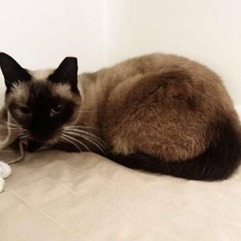 Minina -  Domestic Short Hair Cat Available for Adoption in Buffalo, New York - Minina | PetCurious