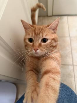 Domestic Short Hair Cats Available for Adoption in Herndon, Virginia - Mahi | PetCurious